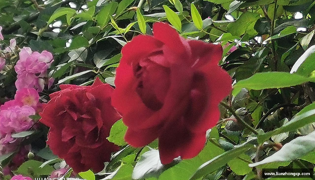 球盟会官方网站打破常规，创造传奇